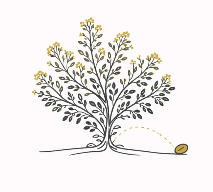 Mustard Seed Solutions Logo